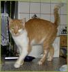 Sammy Hauskatze ca. 9 Jahre m