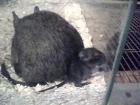 Degu-Familie sucht neues Zuhause