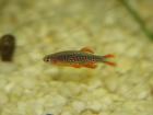 Perlhuhnbärblinge Danio Margaritatus Galaxybärbling