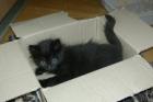 Kleine Kitten suchen ein neues liebevolles Zuhause