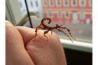 Austr. Gespenstheuschrecken Extatosoma tiaratum