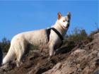 Hallo wir suchen für unsere Husky-Hündin einen Deckrüden