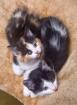Katzenbabys Maine coon Mischlinge