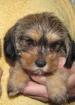 Dackelmix. bub