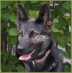 Georgia Schäferhund-Mix 1 Jahr w