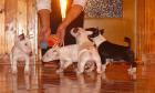MINI TERRIER WELPEN