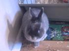 Hase sucht neues Zuhause Männlich und kastriert