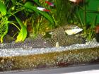 Antennenwelse Ancistrus dolichopterus