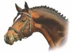 Horse-Oasis Das Sprungbrett zum Profireiter.