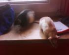 Ratten zu verschenken