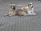 Barney wo bist Du