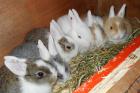 6 Löwenkopf Zwergkaninchen Babys suchen neues Heim