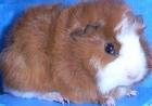 Rasse Meerschweinchen Babys abzugeben