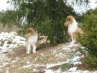 Colliewelpen 12 wo. alt