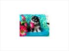 Arctic Shores Zwinger Siberian Husky Puppy For Sale