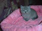 Wunderschöne reinrassige BKH-Kitten mit gutem Stammbaum