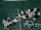 4 Shih tzu Knuffels suchen ein zu Hause ab 14. 03. 2022