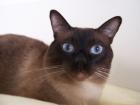 Siam Deckkater gesucht