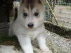 Reinrassiger grau-weisser Siberian-Husky-Welpe Rüde Akio aus FCI-Zucht 12 alt