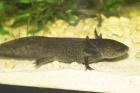 AXOLOTL
