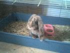 Ratten kaninchen meerschweinchen abzugeben