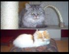 Perserkatzen