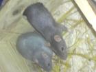 2 Dumboratten ca. 8 Monate alt weiblich abzugeben