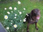Bildhübscher kerngesunder brauner Labrador Rüde sucht Hundedame zum Decken