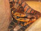 Gebänderte Wassernatter Nerodia fasciata NZ 10/09 abzugeben