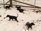 Dobermann welpen