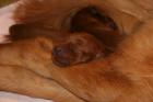 Golden Retriever Irish Setter Mix