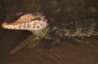 Brauen-Glattstirnkaiman Paleosuchus palpebrosus