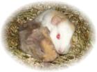 2 süße Meerschweinchen Babys in seltener Farbe www. meerschweinchen-trier. de. tl