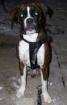 Arnie Boxer sucht neues Zuhause
