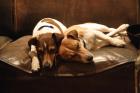2 hübsche Jack-Russel-Damen