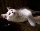 Mobile Katzenbetreuung Kreis Dinslaken