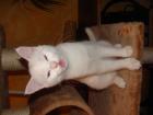 Luna 5 Monate alt sucht ein zuhause
