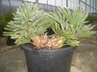 Trithrinax campestris bis 15 minus