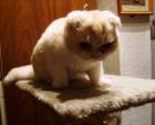 Scottish-Fold Schmuse-Bärchen sucht ein Zuhause