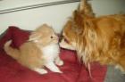 Traumhafte Maine Coon Kitten