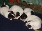 Parson Jack Russell Terrier Welpen