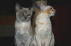 2 süße Burma Burmesen Kitten weibl. Farben creme u. lilac-tortie sofort abgabeb