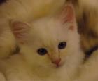 Kleiner Birma-Kater sucht neuen Wirkungskreis