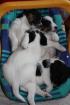 Parson Jack Russell Terrier Welpen