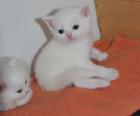 Süße BKH Kitten in weiß blau