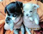 Chihuahua Welpen bildschön reinrassig