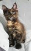 MAINE COON Kitten in black-tortie