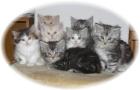 Reinrassige Maine Coon Katzen-Babys von 11 Wochen