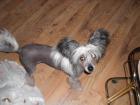 Verkaufe nackten Chinesischen Schopfhund - Ruede