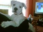 American bulldogbaby sucht Zuhause